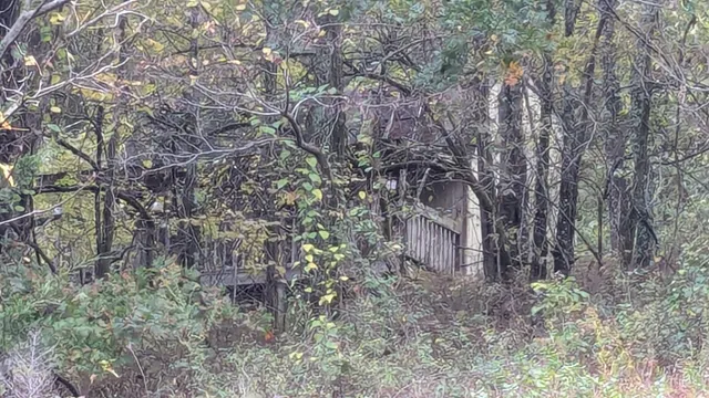 a backyard of a house with lots of trees
