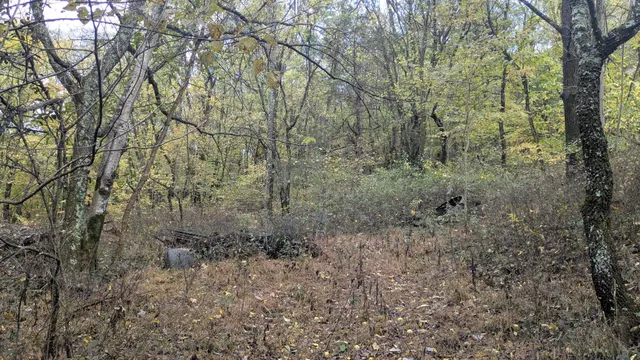 a view of a forest with trees in the background