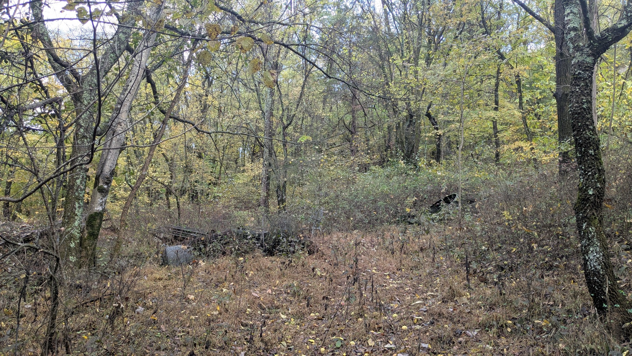 0 Greenvale Road Auburntown, TN 37016 - Photo 9 of 16 a view of a forest with trees in the background