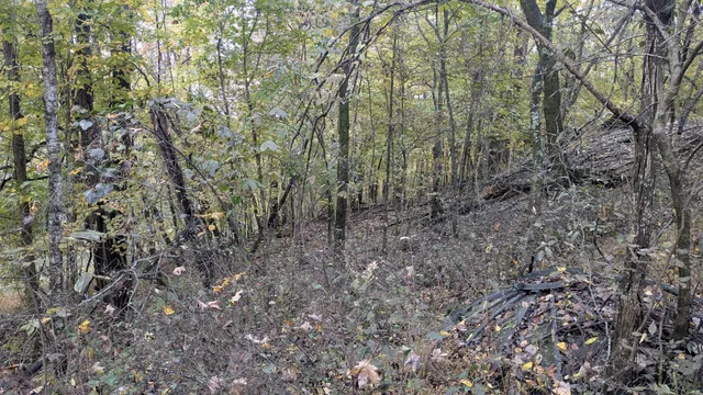 a view of a forest with lots of trees