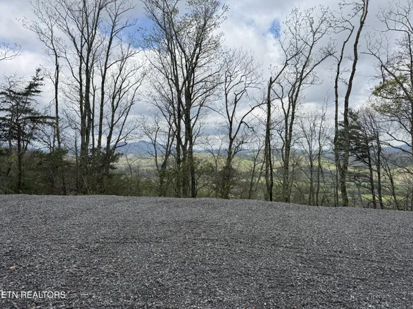 a view of backyard with large trees
