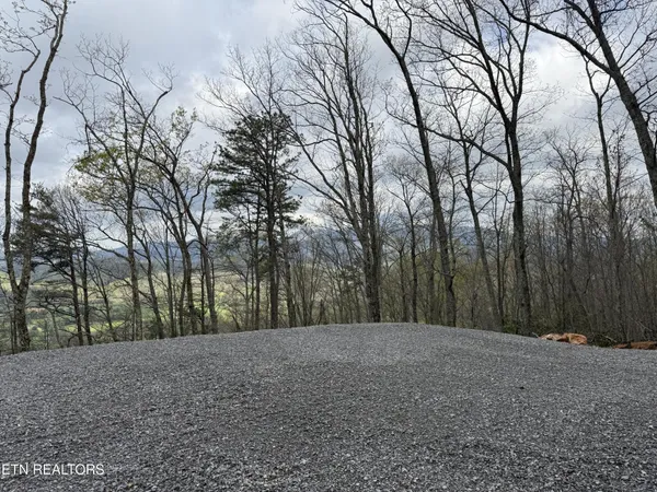 a view of a yard with trees
