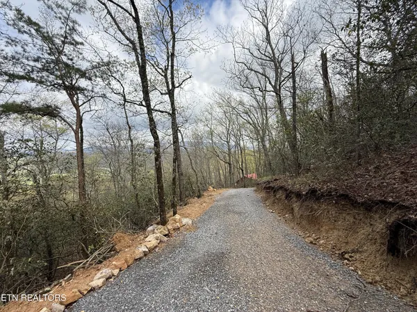 a view of a forest with trees