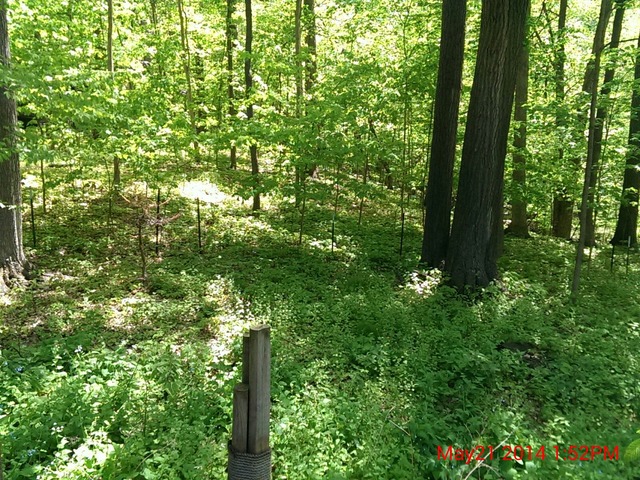 4N159 Thorntree Road St. Charles, IL 60174 - Photo 8 of 8