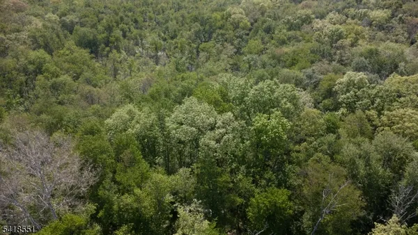 a view of a forest with lots of trees