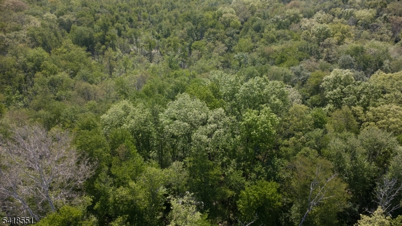 36 Countryside Road Columbia, NJ 07832 - Photo 1 of 9 a view of a forest with lots of trees