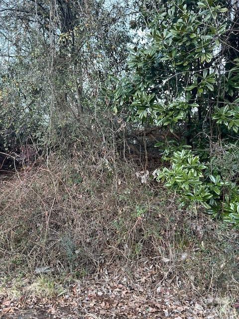 0 North Washington Street Rutherfordton, NC 28139 - Photo 2 of 3 a view of a forest with a tree