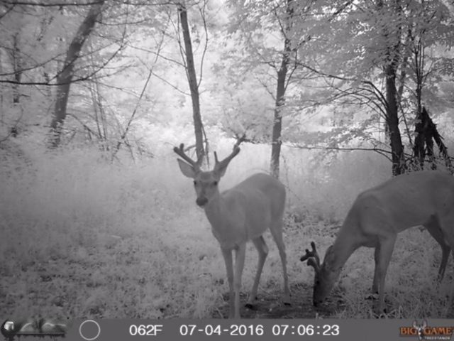 46th Street Decatur, MI 49045 - Photo 12 of 15 hugg deer