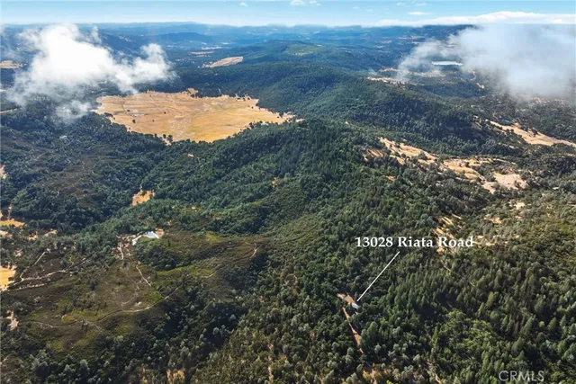 a view of a forest with a tree
