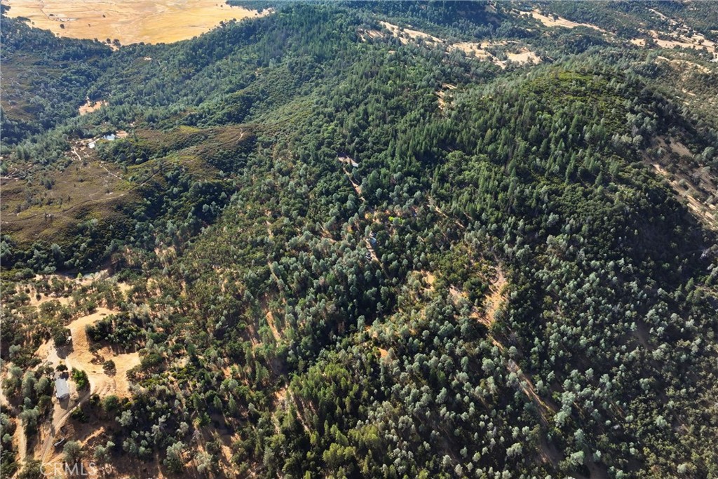 13028 Riata Road Lower Lake, CA 95457 - Photo 26 of 40 a view of a forest with a tree