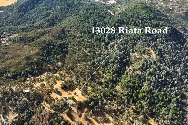 a view of a forest with a tree