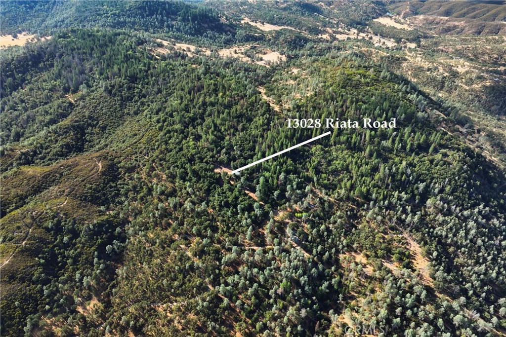 13028 Riata Road Lower Lake, CA 95457 - Photo 28 of 40 a view of a forest with a tree