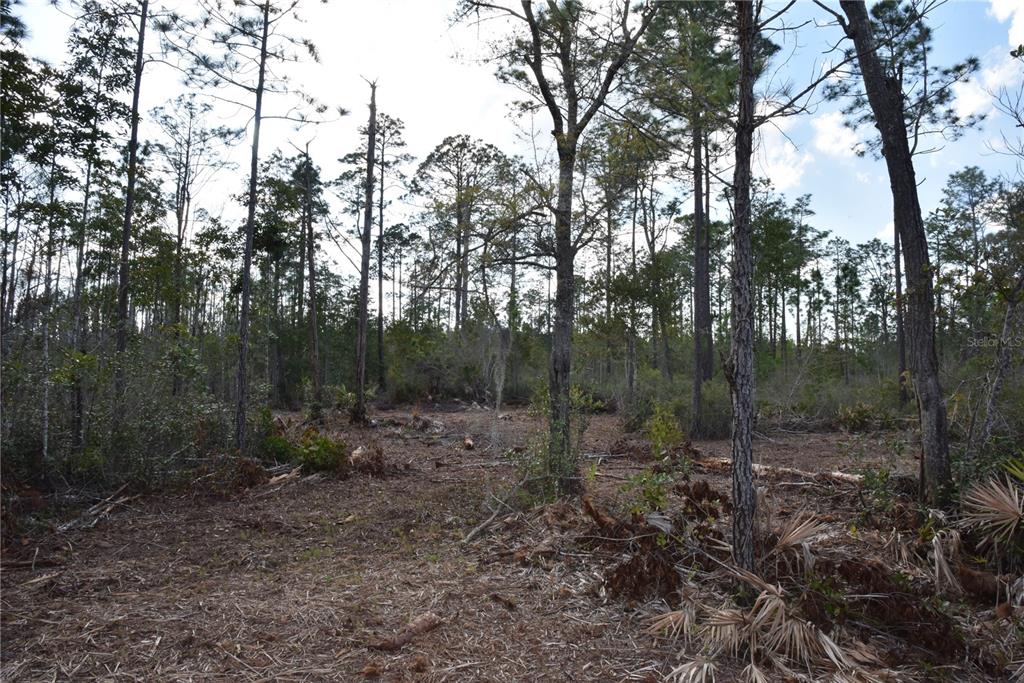 Sun Gdn Road Palatka, FL 32177 - Photo 11 of 28 a view of a forest with trees in the background