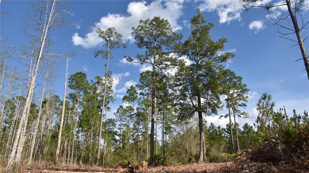 Sun Gdn Road Palatka, FL 32177 - Photo 13 of 28 a view of a flower in a garden