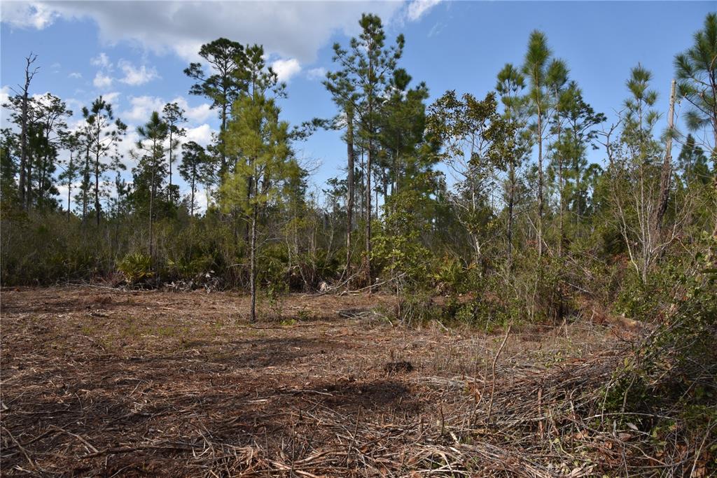Sun Gdn Road Palatka, FL 32177 - Photo 16 of 28 a view of outdoor space with trees