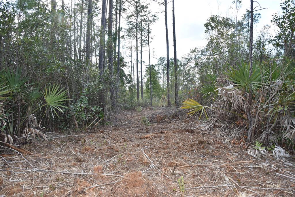 Sun Gdn Road Palatka, FL 32177 - Photo 17 of 28 a view of a forest with trees