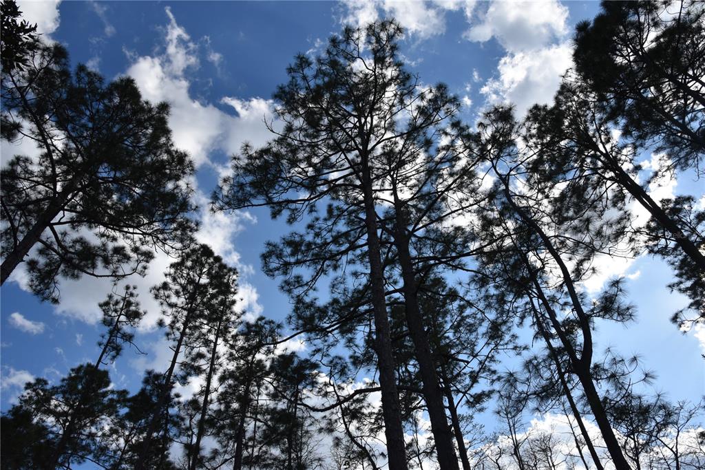 Sun Gdn Road Palatka, FL 32177 - Photo 20 of 28 a view of a tree