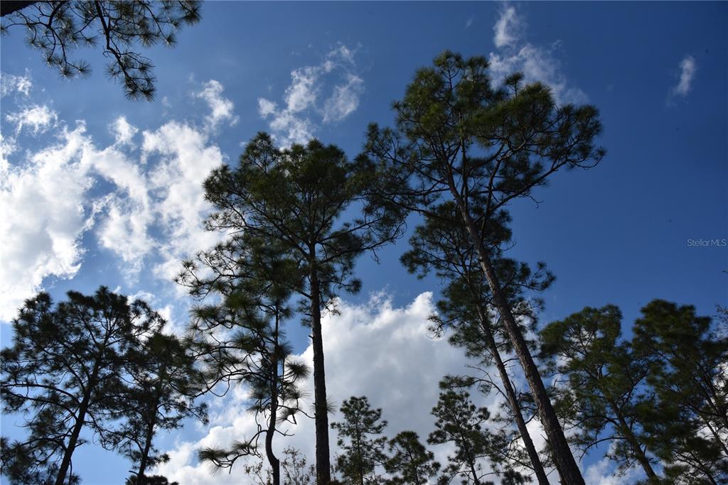 Sun Gdn Road Palatka, FL 32177 - Photo 21 of 28