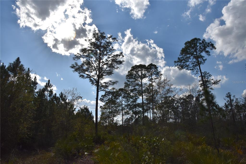 Sun Gdn Road Palatka, FL 32177 - Photo 23 of 28 a view of a flower in a yard