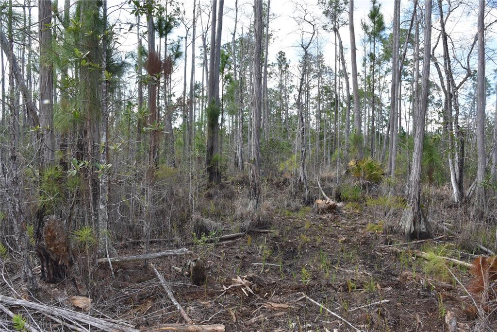 Sun Gdn Road Palatka, FL 32177 - Photo 26 of 28 a view of a forest with trees
