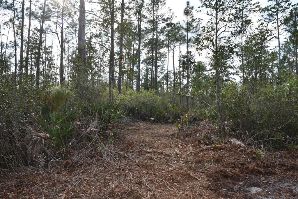 Sun Gdn Road Palatka, FL 32177 - Photo 27 of 28 a view of a forest with trees in the background