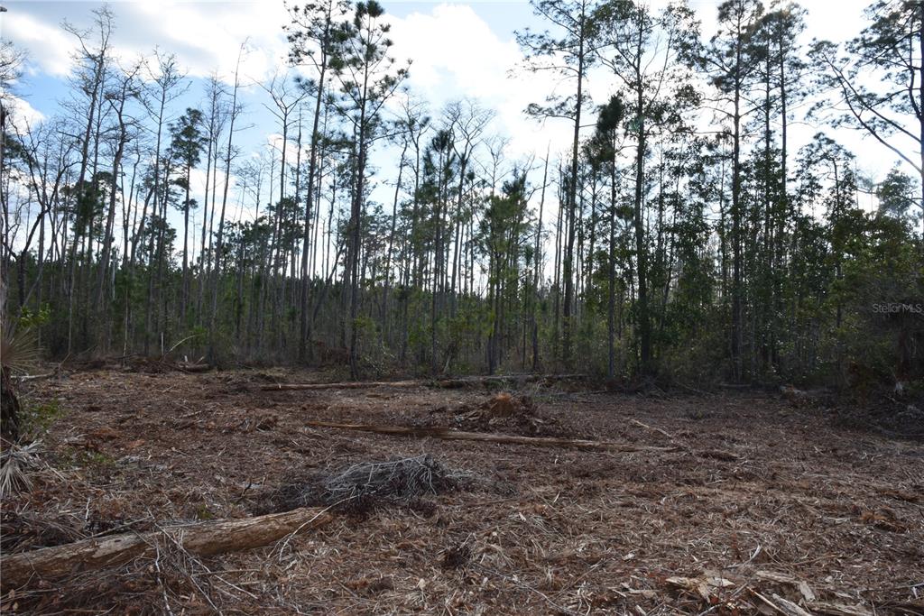 Sun Gdn Road Palatka, FL 32177 - Photo 3 of 28 a view of a yard with trees in the background