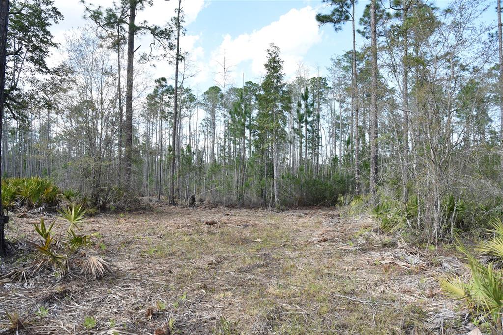 Sun Gdn Road Palatka, FL 32177 - Photo 5 of 28 a view of a forest with trees in the background