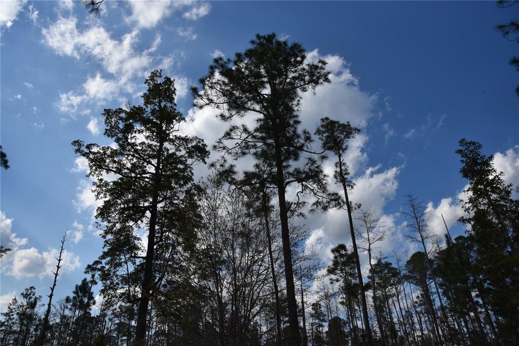 Sun Gdn Road Palatka, FL 32177 - Photo 6 of 28 a picture of tree