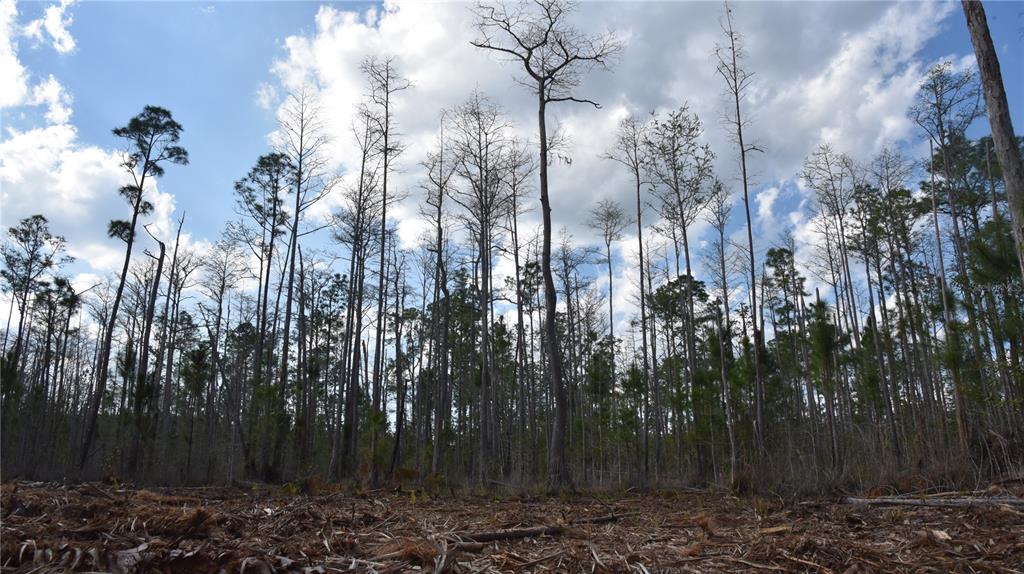 Sun Gdn Road Palatka, FL 32177 - Photo 7 of 28 a view of backyard with green space