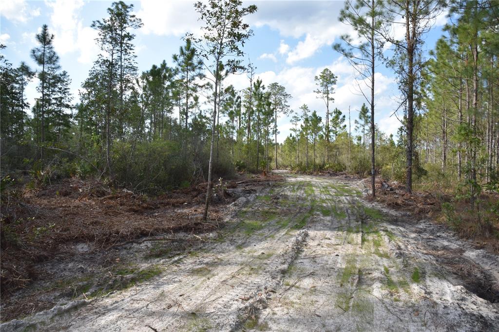 Sun Gdn Road Palatka, FL 32177 - Photo 8 of 28 a view of a forest with trees in the background