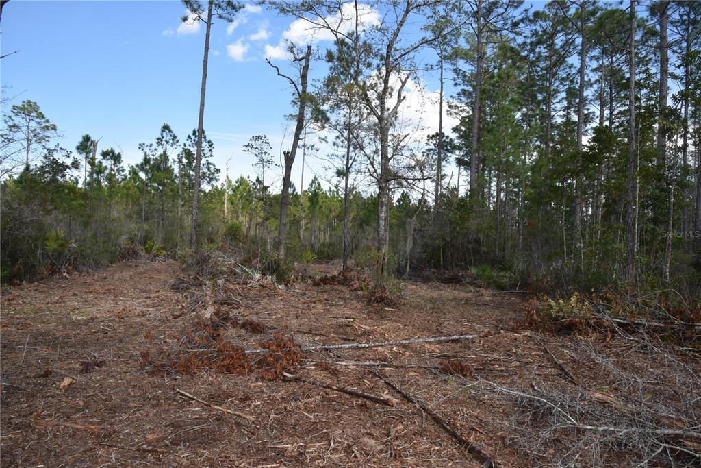Sun Gdn Road Palatka, FL 32177 - Photo 10 of 28 a big yard with lots of green space and plants