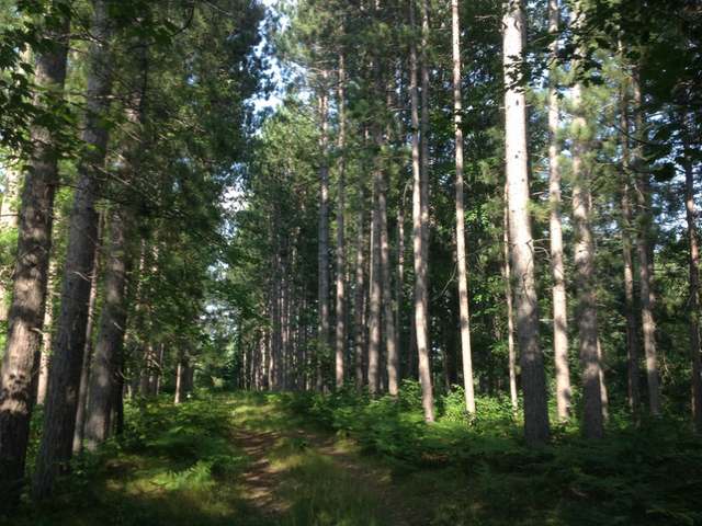 0 Ole Lake Road, Unit 149 ACRES Rhinelander, WI 54501 - Photo 6 of 6 Gallery Image 6