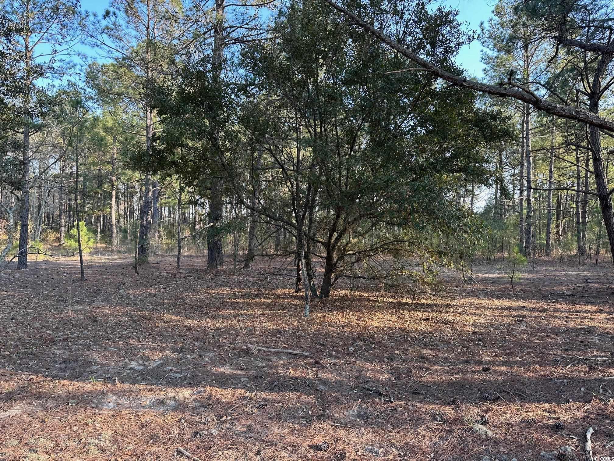 Tbd Lot 1 McNabb Short Cut Road Loris, SC 29569 - Photo 1 of 2 Gallery Image 1