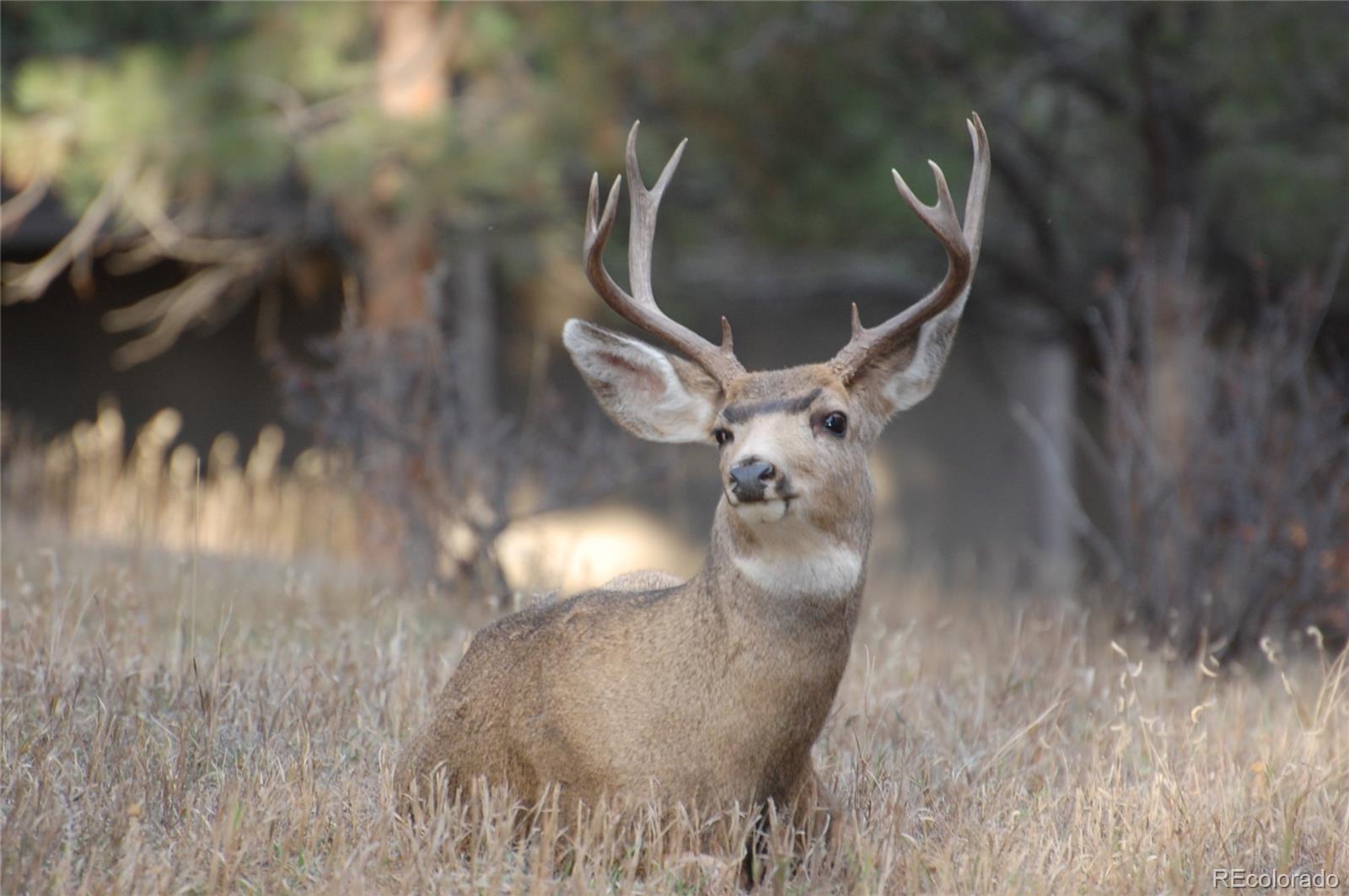 2420 Juniper Court Golden, CO 80401 - Photo 44 of 48 a view of a garage