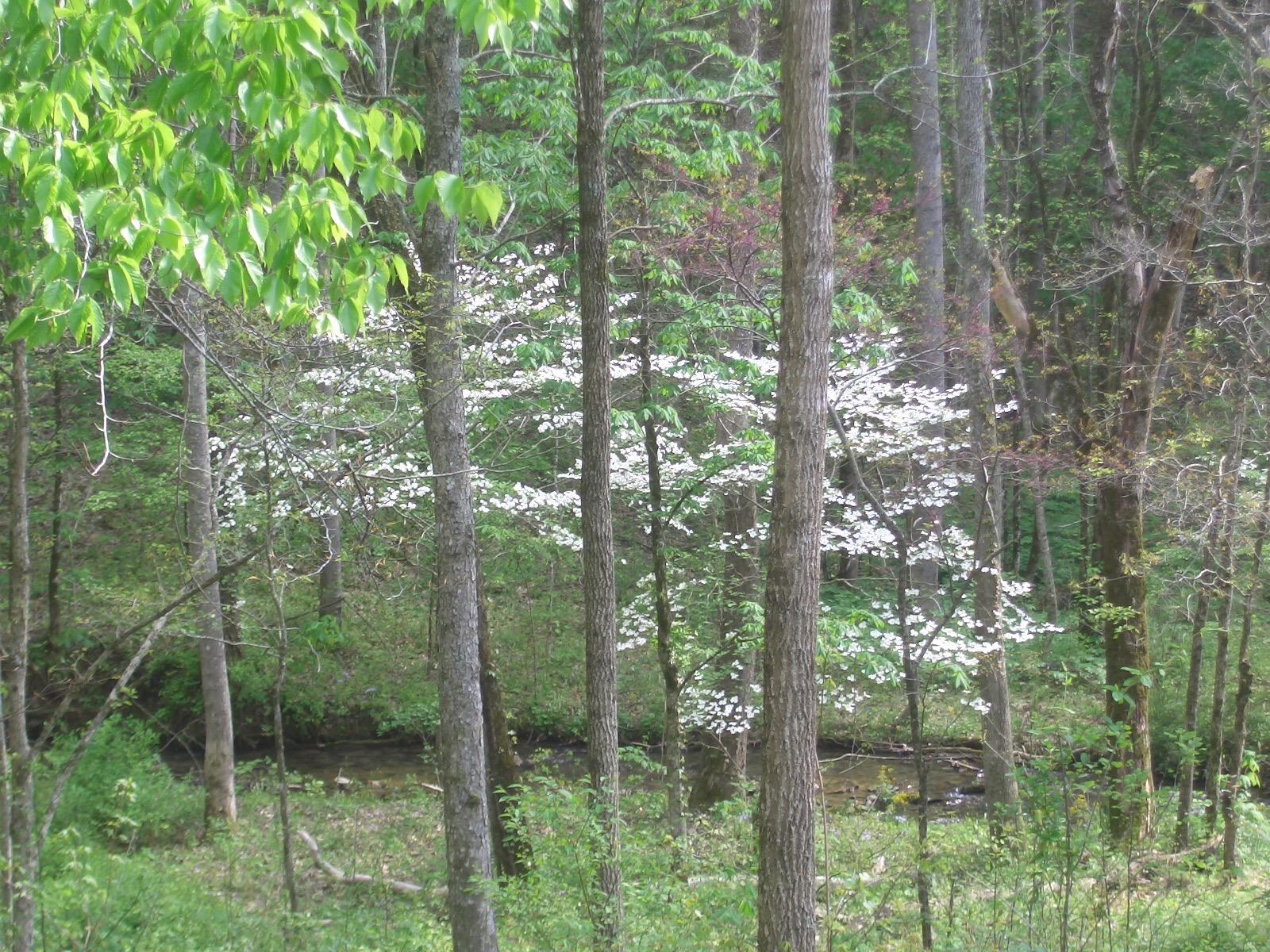 0 Hopewell Road Dunlap, TN 37327 - Photo 8 of 27 Hopewell Rd Scenic view