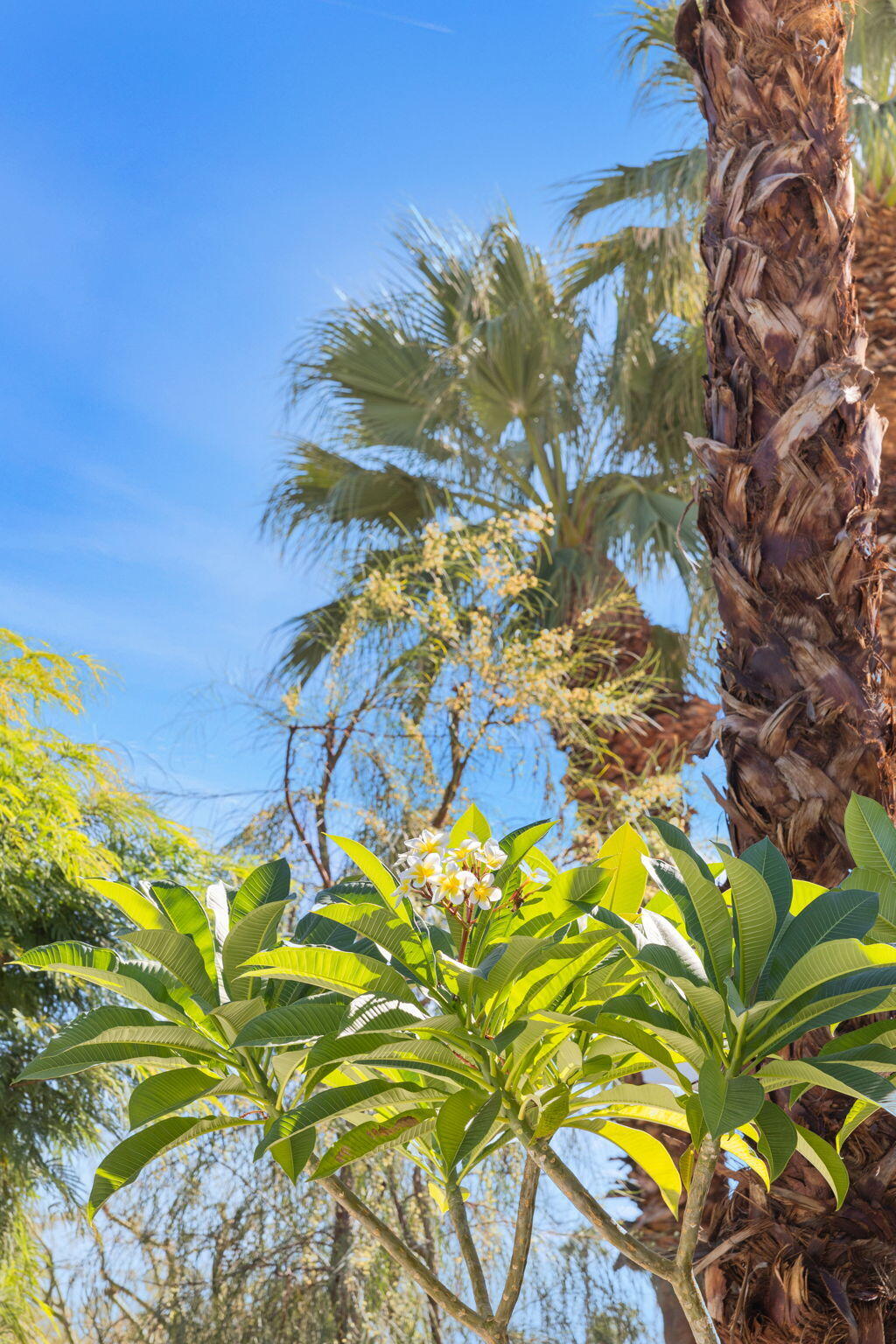 71653 Mirage Road Rancho Mirage, CA 92270 - Photo 10 of 64 57-web-or-mls-8M4A7478