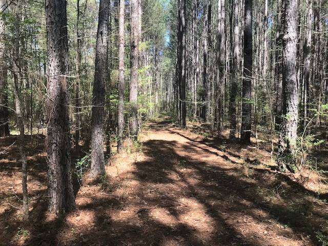 Tract G Neal Grier Road Pine Mountain, GA 31822 - Photo 15 of 26 Gallery Image 15