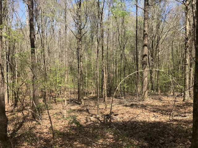 Tract G Neal Grier Road Pine Mountain, GA 31822 - Photo 9 of 26 Gallery Image 9