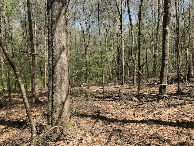 Tract G Neal Grier Road Pine Mountain, GA 31822 - Photo 10 of 26 Gallery Image 10