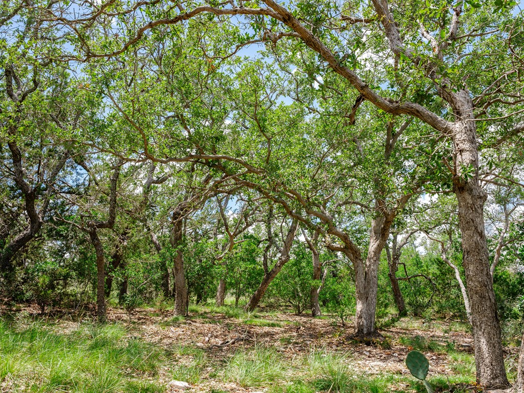 1632 Link, Unit 6 Doss, TX 78618 - Photo 7 of 38 a view of outdoor space with deck and trees