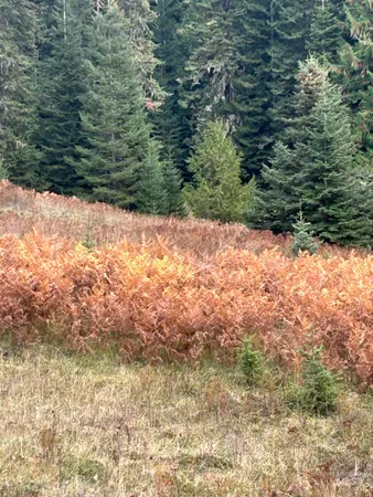 $145,000 | Tbd Lot 3 Tbd Road, Kamiah, ID 83536