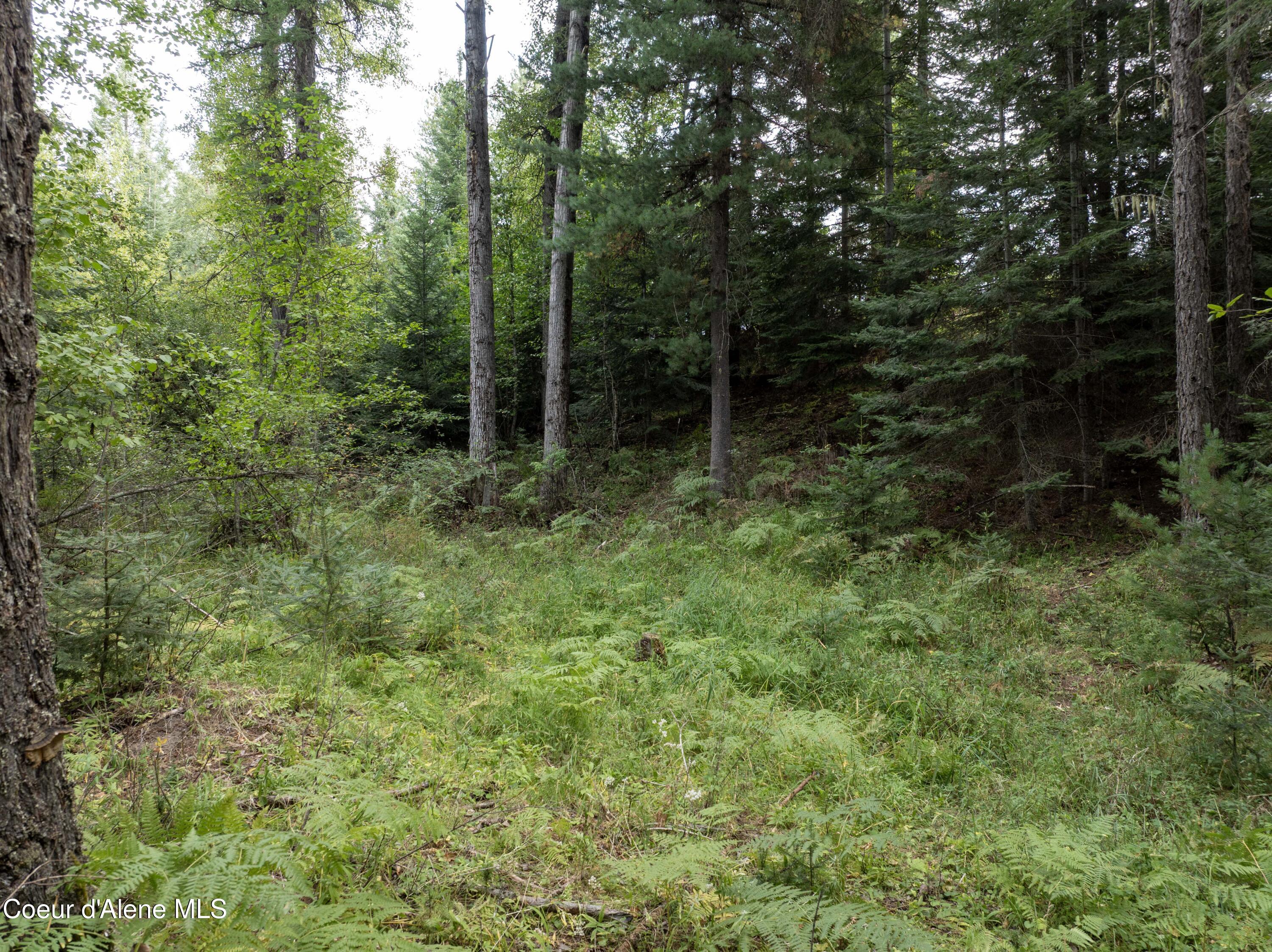 2225 Mud Gulch Road Priest River, ID 83856 - Photo 7 of 13 DJI_0710 copy