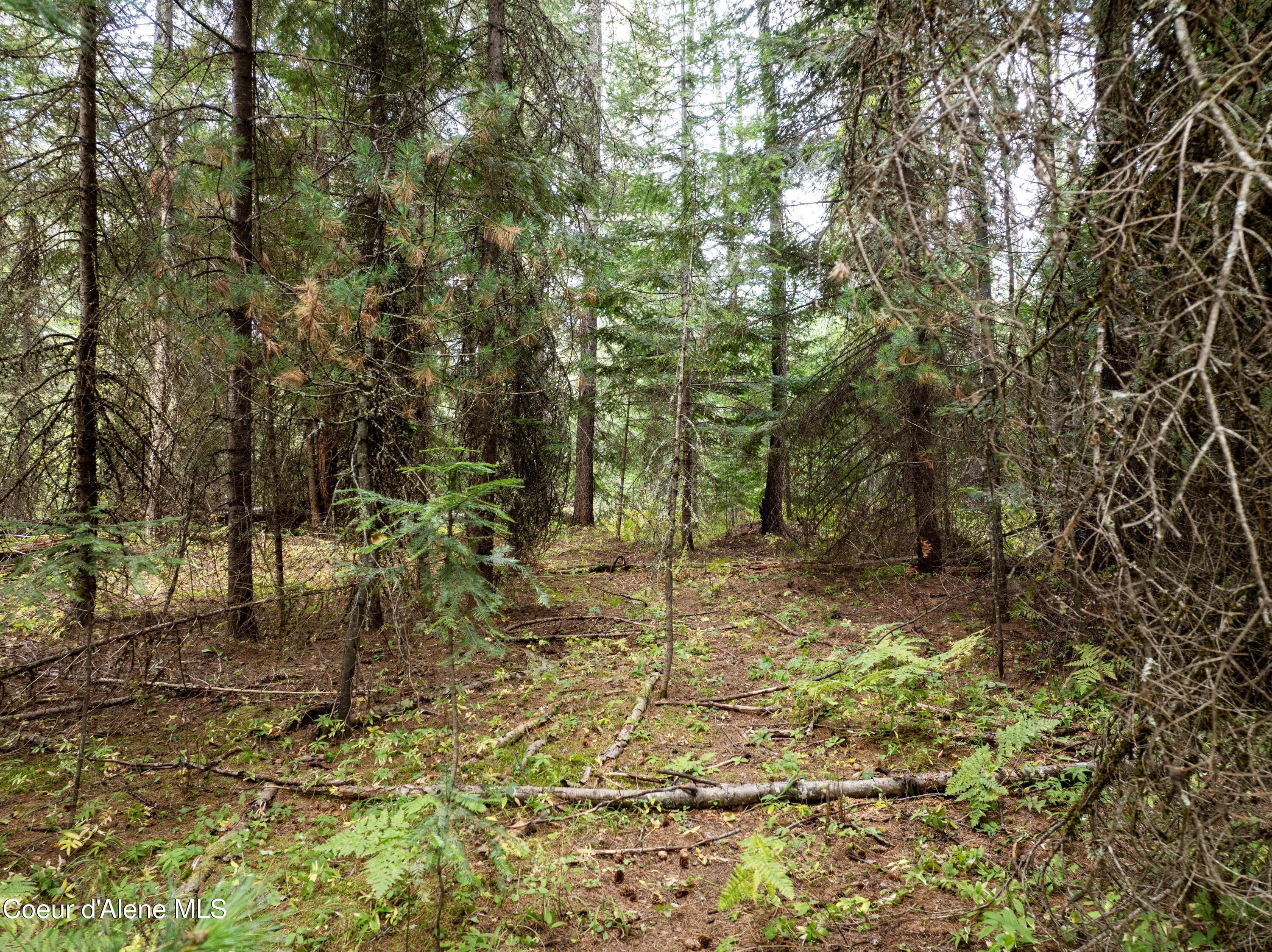 2225 Mud Gulch Road Priest River, ID 83856 - Photo 9 of 13 DJI_0718 copy