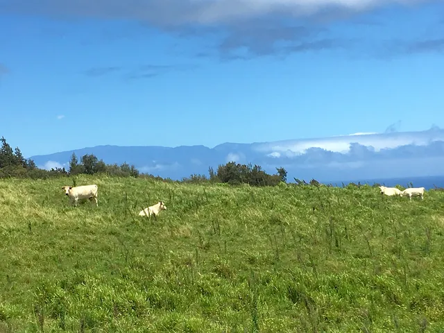 $1,750,000 | 54-640 Lot 2 Hall Road, Kamuela, HI 96743