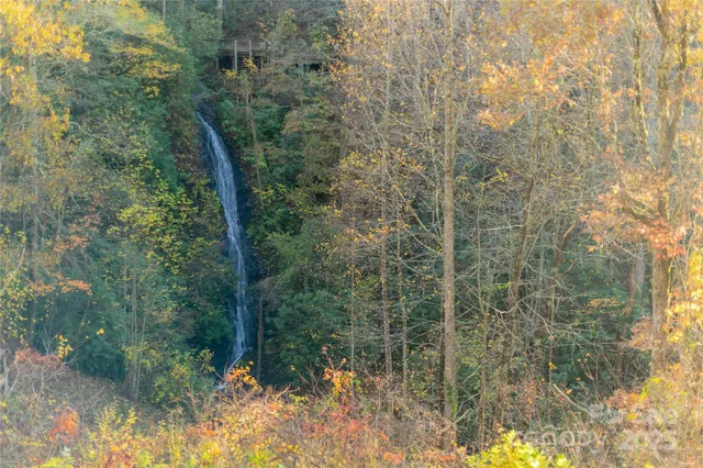 a view of a forest with a tree