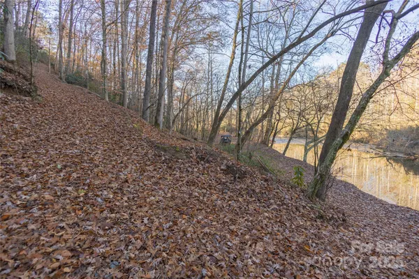 a view of a forest with trees