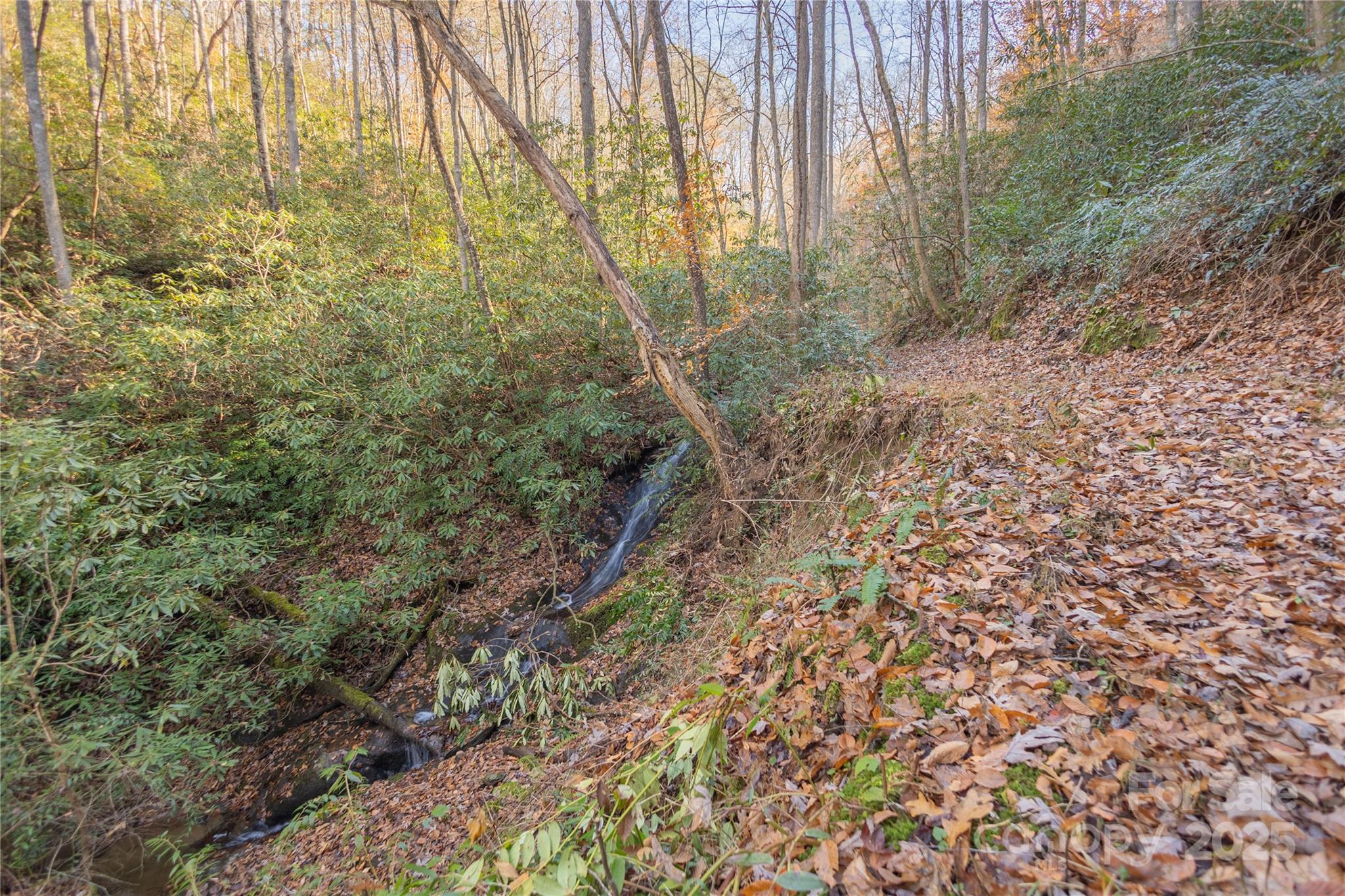 85 Brown Lane Marble, NC 28905 - Photo 25 of 32 a view of a forest with trees