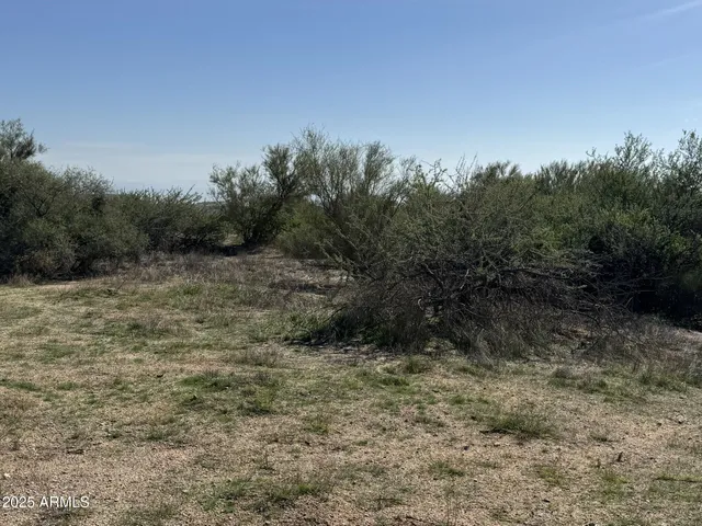 a view of a dry yard with trees in the background