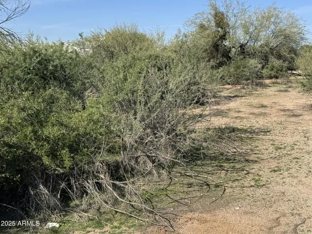 a view of a yard with trees
