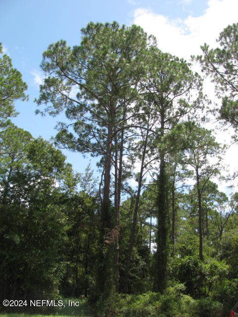 139 Georgetown Denver Road Georgetown, FL 32139 - Photo 6 of 16 LAND VIEW IMG_0014